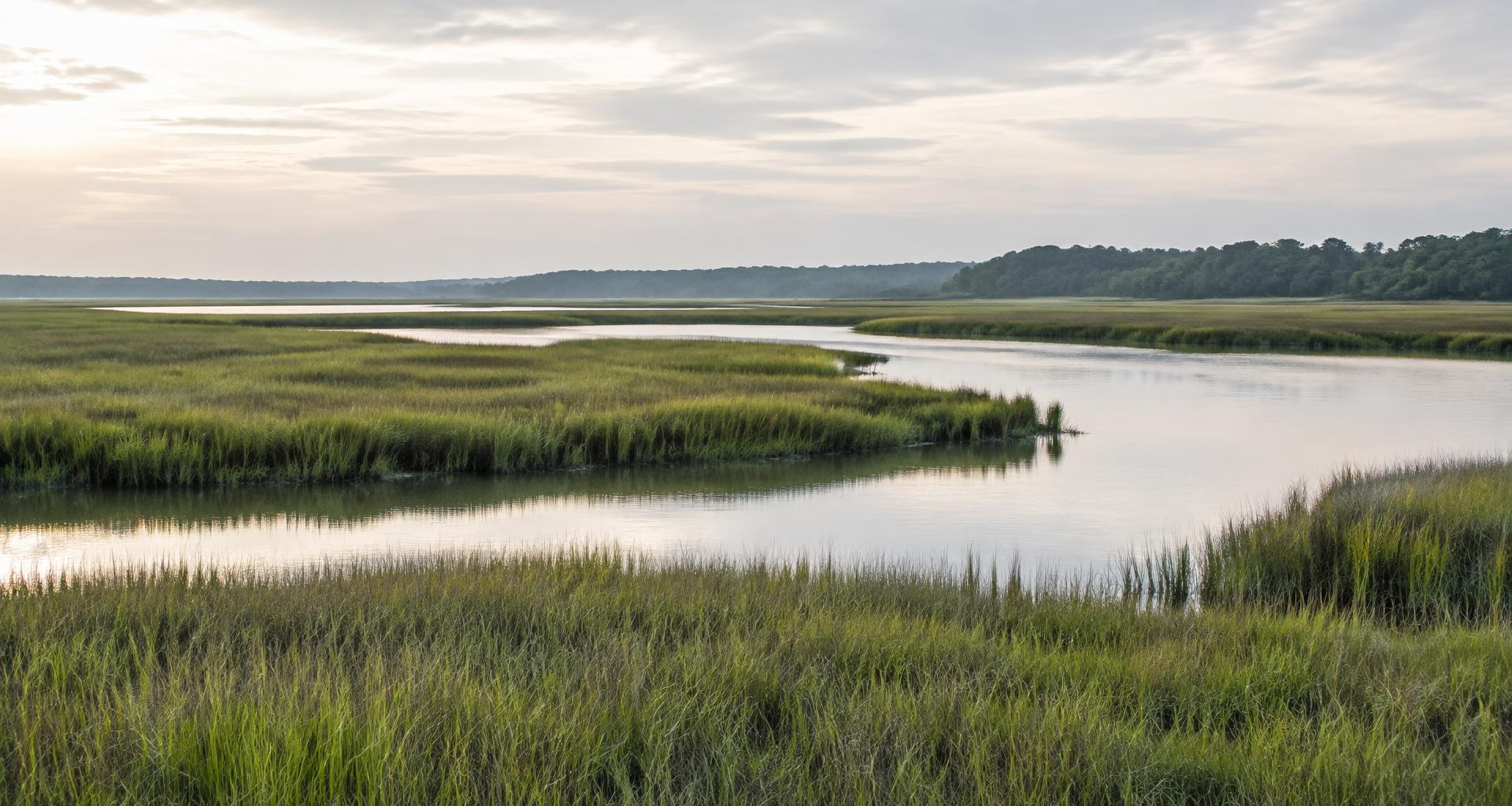 Quiet coastal marsh with grasses and winding water